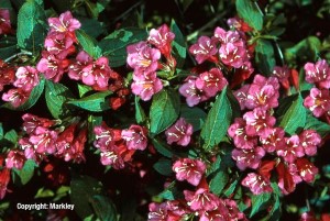 Weigela 'Bristol Ruby'