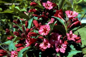 Weigela 'Eva Rathke'