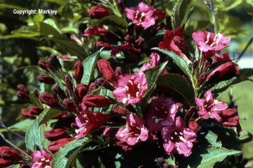 Weigela 'Eva Rathke'