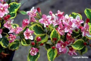 Weigela florida 'Nana Variegata'