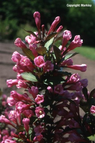 Weigela florida 'Victoria'