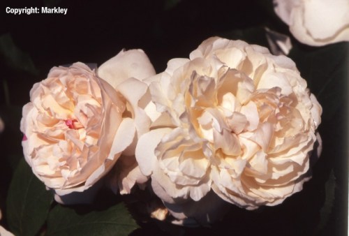 Rosa 'Winchester Cathedral' -R-