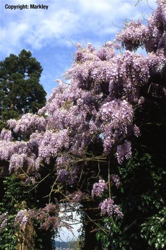 Wisteria sinensis