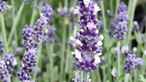 Lavendel